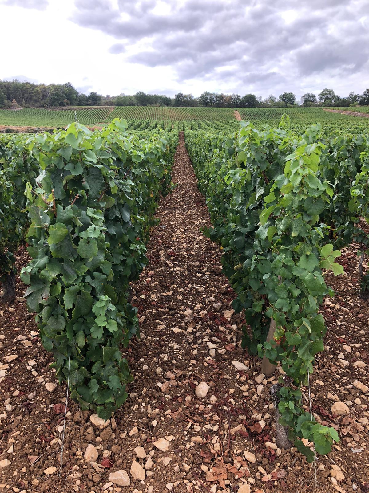 2020 Harvest Notes from France 22