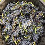2020 Harvest Notes from France 25