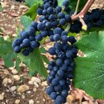 2020 Harvest Notes from France 26