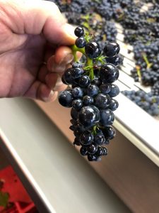 2020 Harvest Notes from France 30