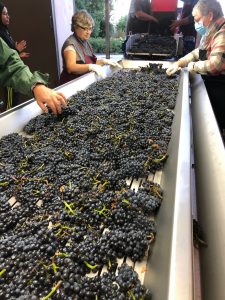 2020 Harvest Notes from France 31