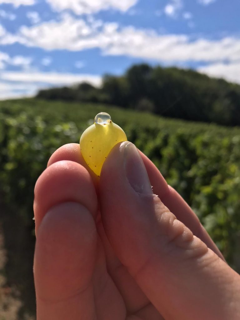 2020 Harvest Notes from France 32