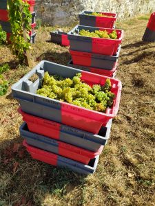 2020 Harvest Notes from France 34