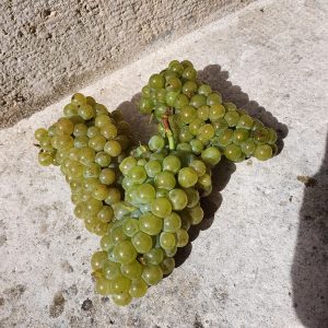 2020 Harvest Notes from France 35