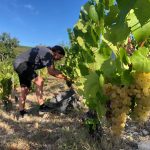 2020 Harvest Notes from France 6