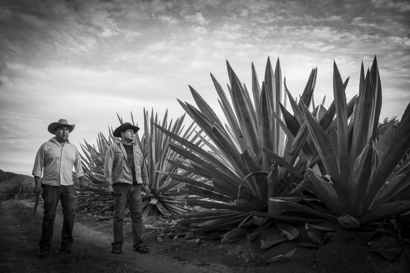 Mezcal Macurichos