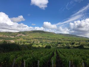 Profiles of Burgundy: Bachelet-Monnot 3