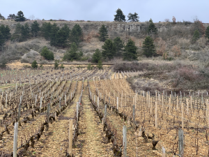 Profiles of Burgundy: Bachelet-Monnot 8