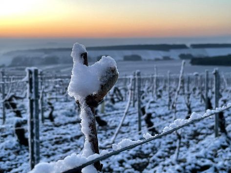 April Frost in France: A Full Report on the Current Conditions from our Growers