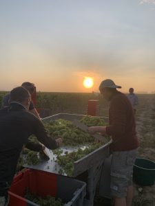 2021 Harvest Notes from France 2