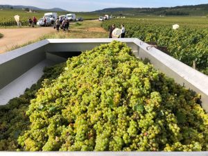 2021 Harvest Notes from France 3