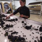 2021 Harvest Notes from France 8