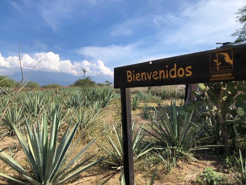 Mezonte Agave Spirits