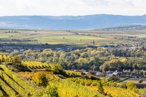 View looking towards Schloss Gobelsburg.