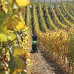 Grapes coming up the row at Schloss Lieser.