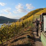 Harvest in Whelan at Schloss Lieser.