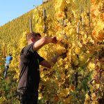 Harvest in Juffer at Schloss Lieser.