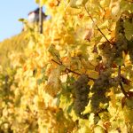 Grapes at Schloss Lieser.