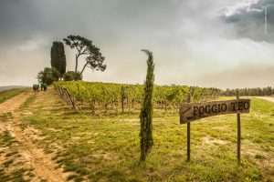 Valiano Chianti Classico: Celebrating the History and Future of Castelnuovo Berardenga 1