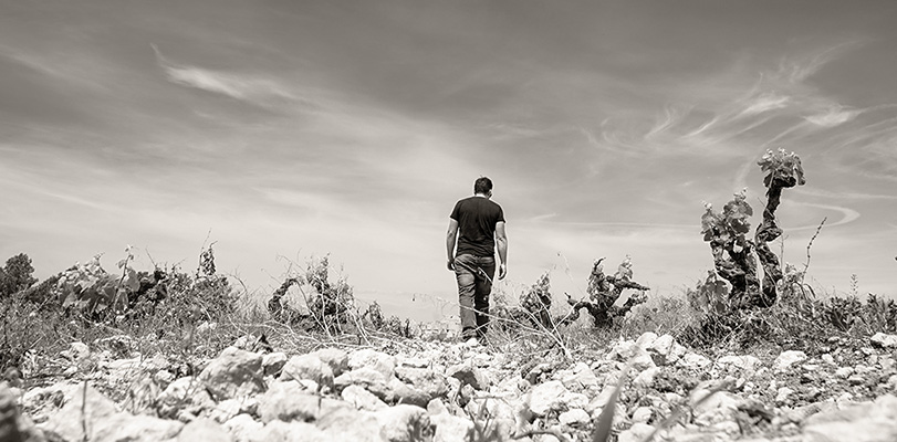 Bodegas y Viedos Sentencia