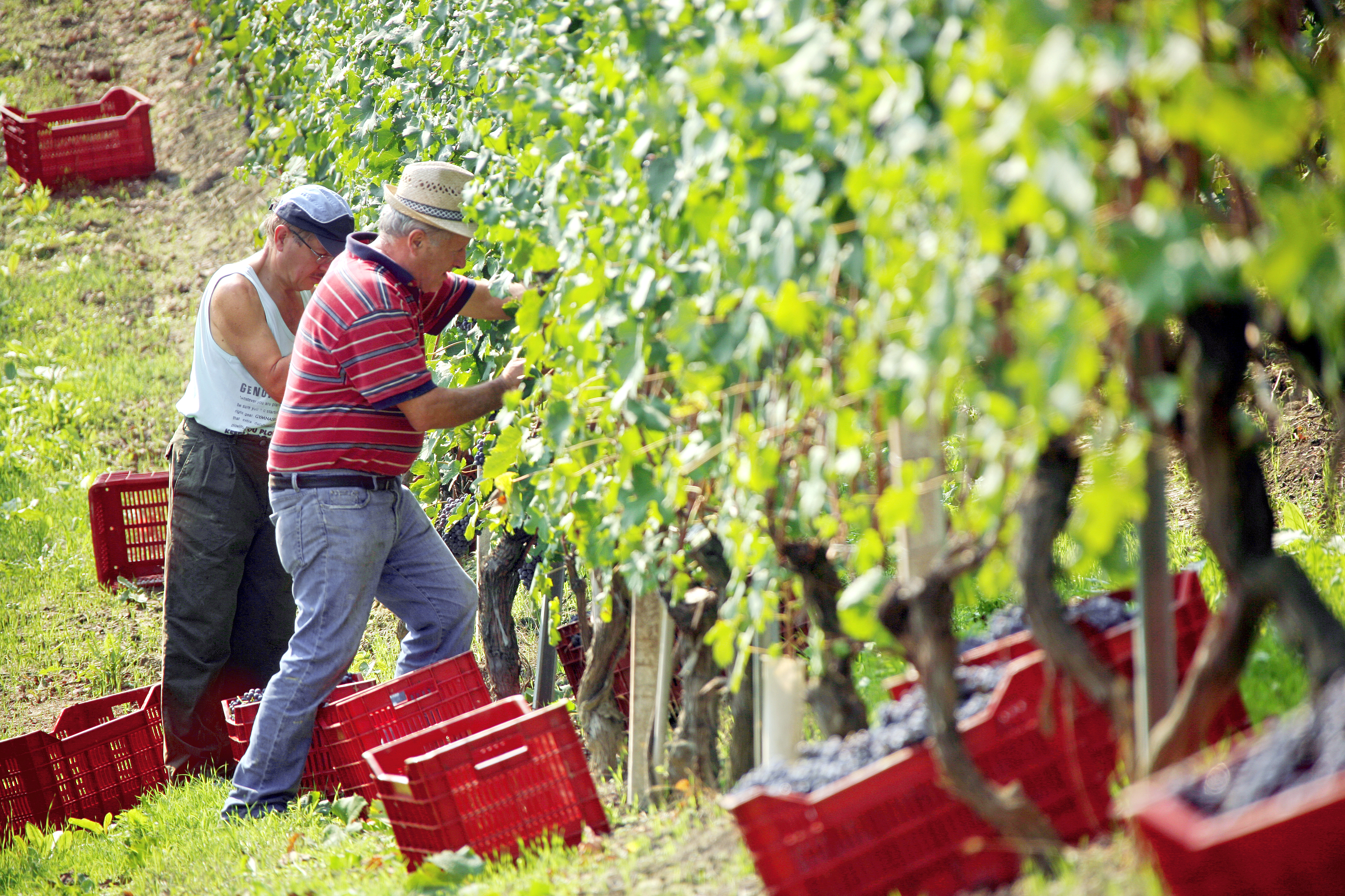 Piedmont Harvest Report: A Return to the Classics 1
