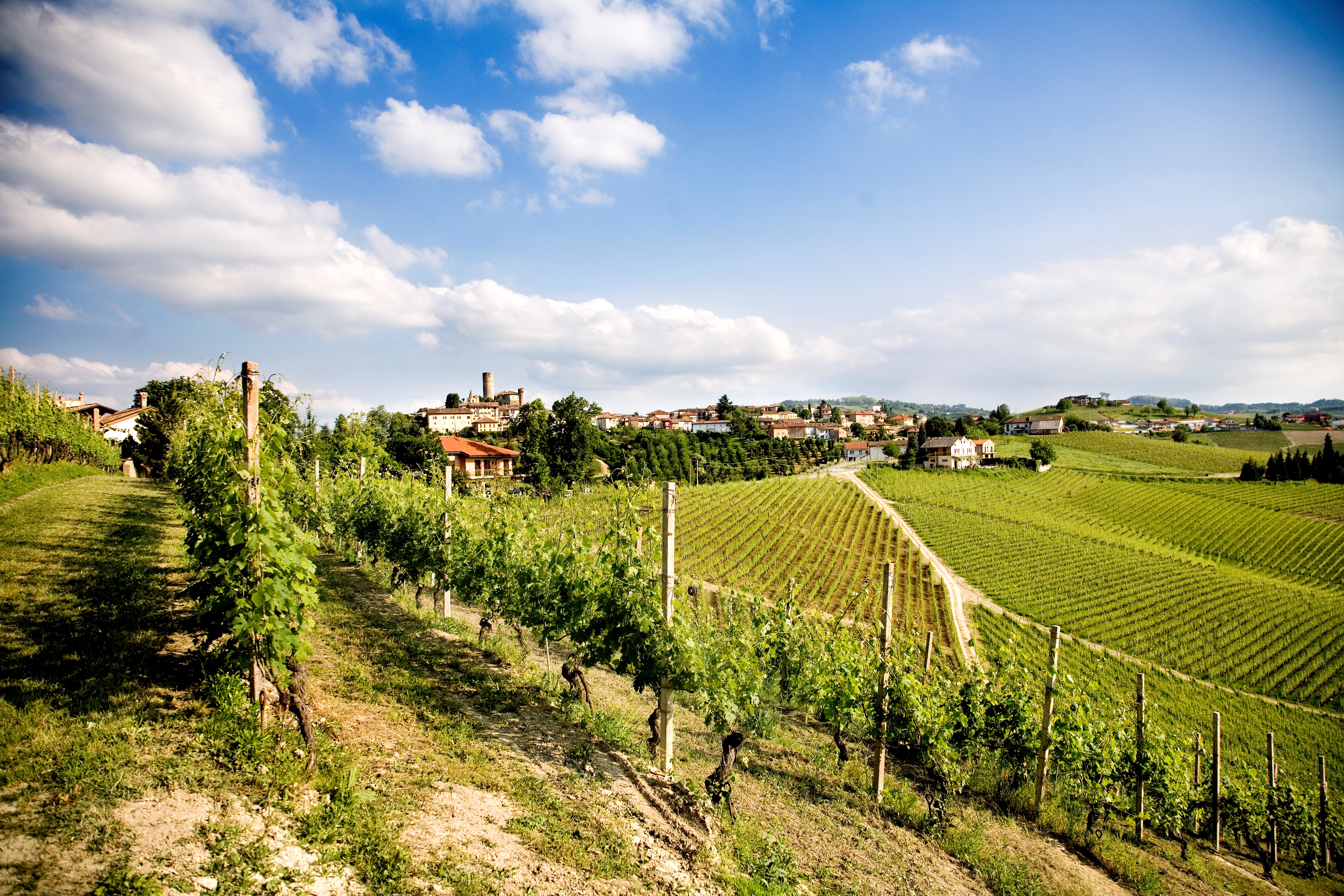 Cavallotto's Bricco Boschis vineyard.