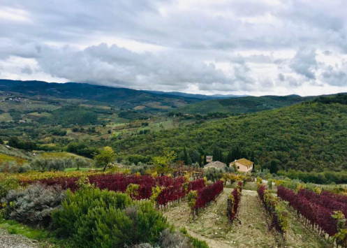 Introducing: Bucciarelli of Castellina in Chianti