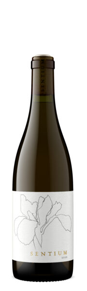 Sauvignon Blanc Mendocino County