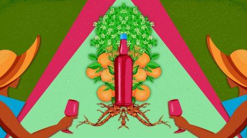 Tracing the “Roots” of the Red Bitter