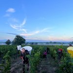 2022 Harvest Notes from France 10