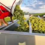 2022 Harvest Notes from France 13