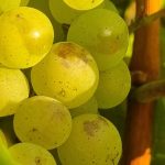 2022 Harvest Notes from France 15