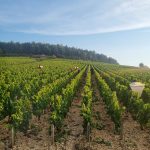 2022 Harvest Notes from France 16