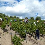 2022 Harvest Notes from France 5