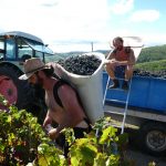 2022 Harvest Notes from France 6