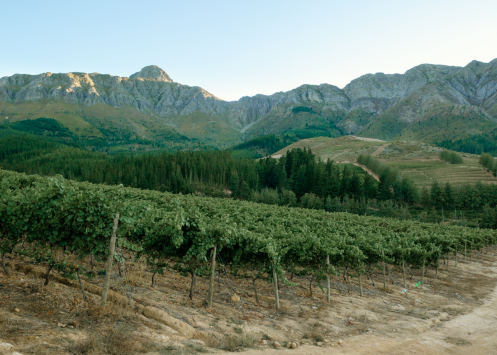 The Great Cape Escape: Peter-Allan Finlayson on Gabrielskloof and Crystallum
