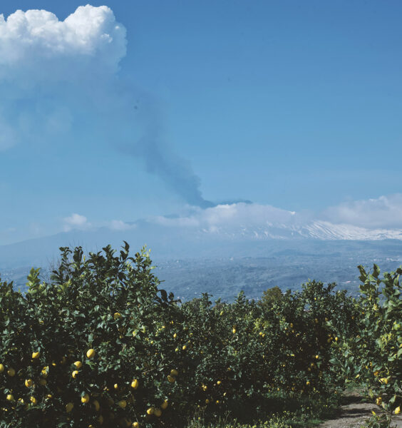 Liquori dell8217Etna