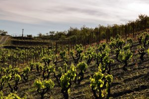 The PM Diaries: Visiting Bodegas Frontonio 2