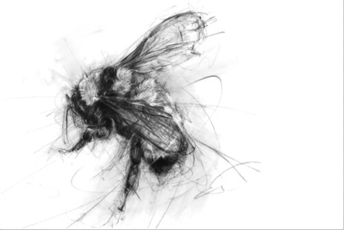 'Wild Bee' Chardonnay