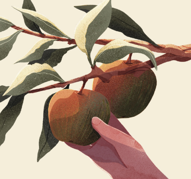 Le Cidre Avrolles Cider