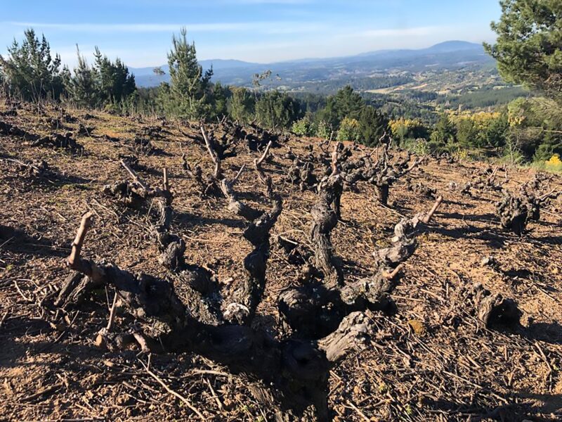 Vinicola Atacalco