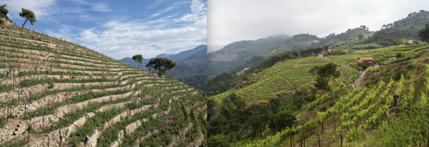 Tenuta Anfosso