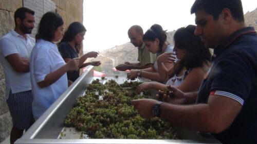 Massaya Winery: A Testament to Lebanon’s Rich Winemaking Heritage
