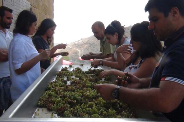 Massaya Winery: A Testament to Lebanon’s Rich Winemaking Heritage