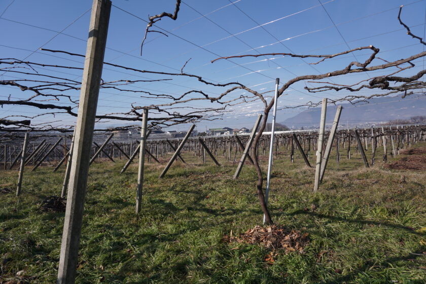 Lumiere Winery