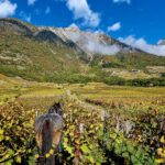 The Next Gen of French Viticulture 9