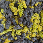 The Next Gen of French Viticulture 10