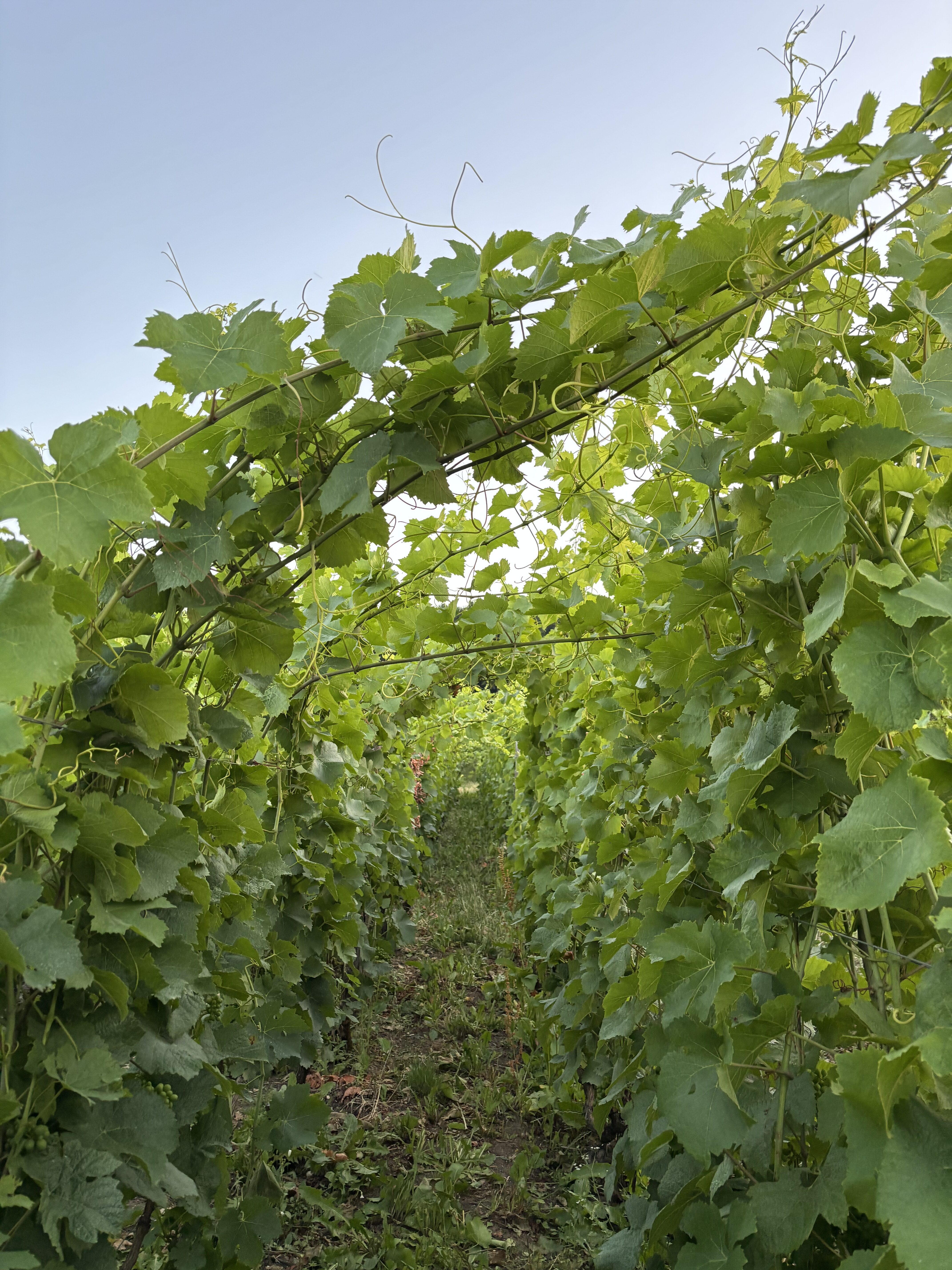 The Next Gen of French Viticulture 11