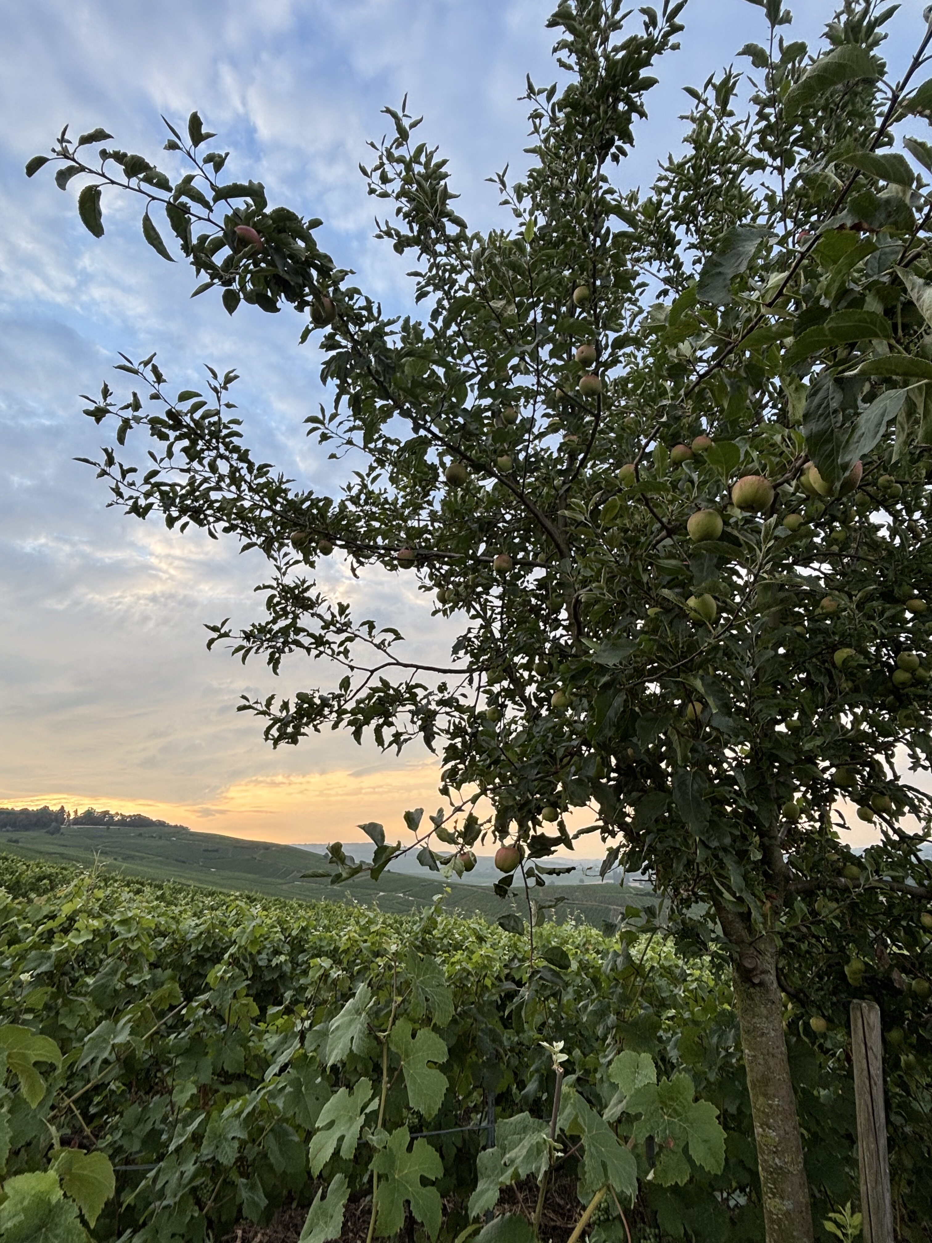 The Next Gen of French Viticulture 12