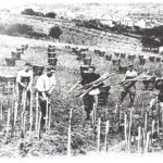 The Next Gen of French Viticulture 14